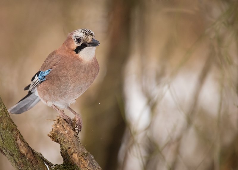 Сойка garrulus glandarius