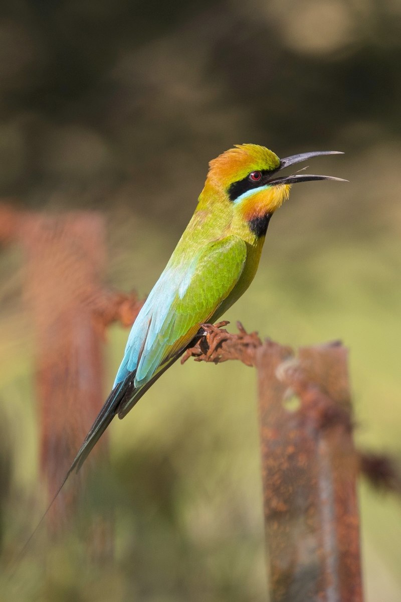 Merops ornatus