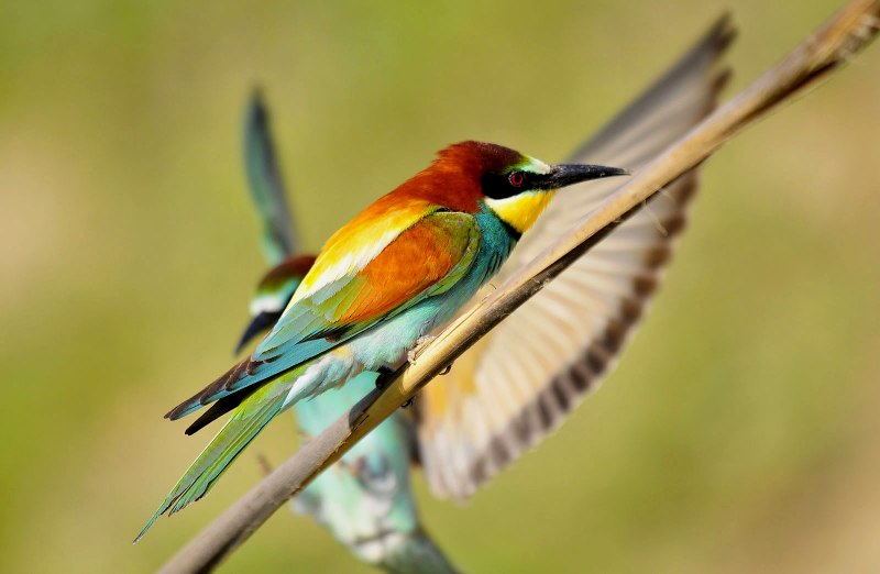 Merops ornatus