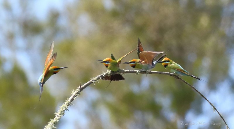 Merops ornatus