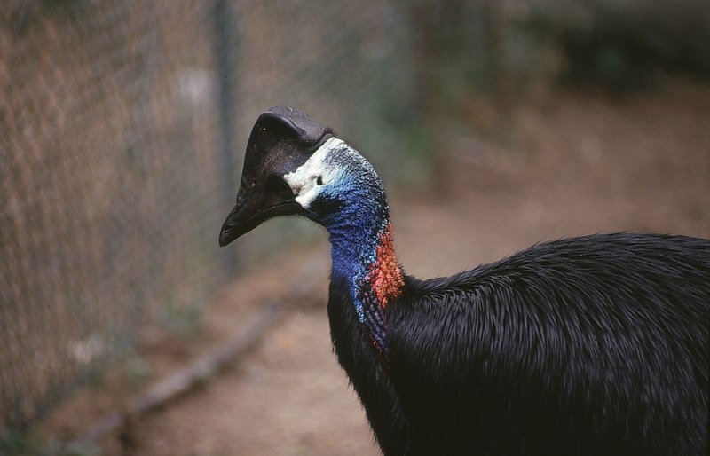 Casuarius Bennetti