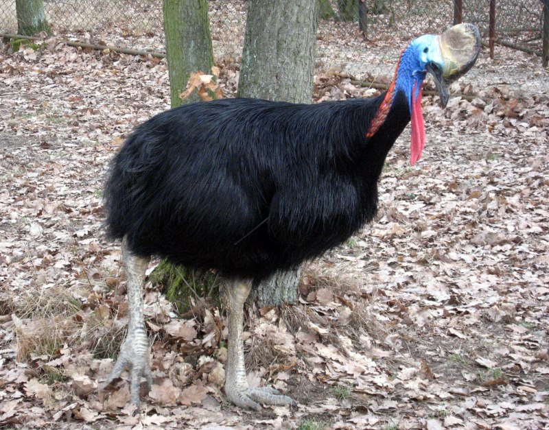 Northern Cassowary