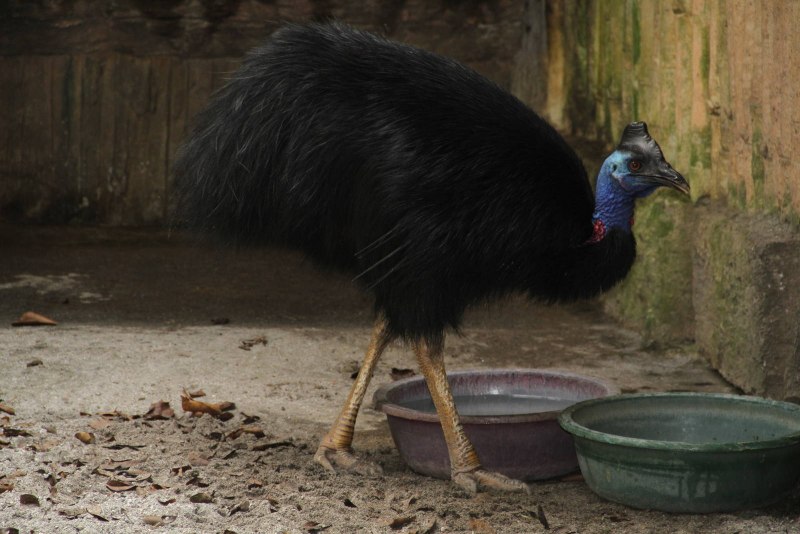 Dwarf Cassowary