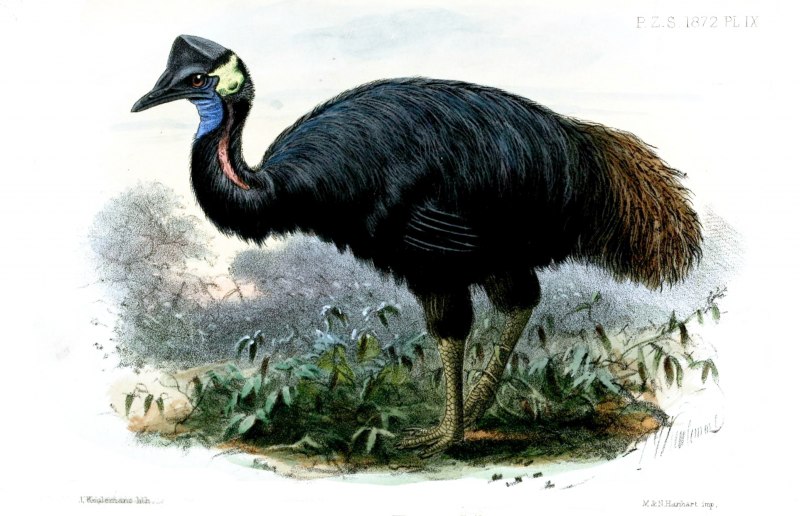 Casuarius casuarius