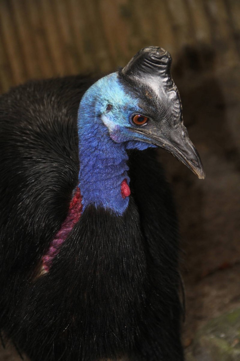 Casuarius Bennetti