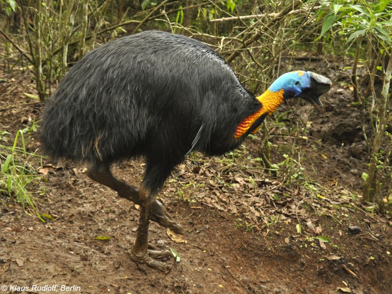 Casuarius casuarius