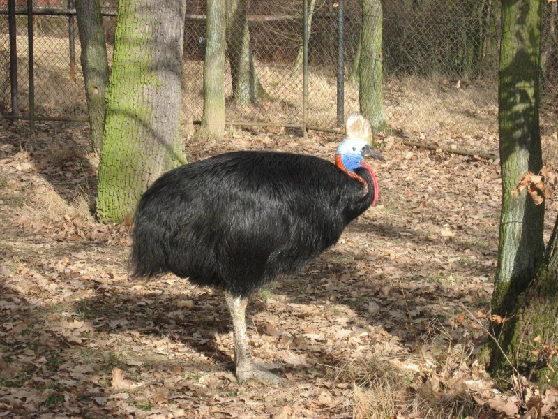 Шлемоносный казуар (casuarius casuarius);