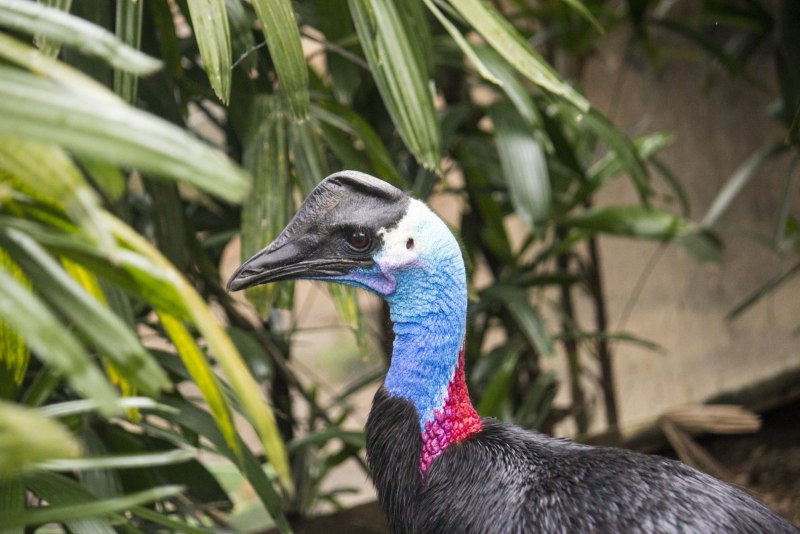 Casuarius Bennetti