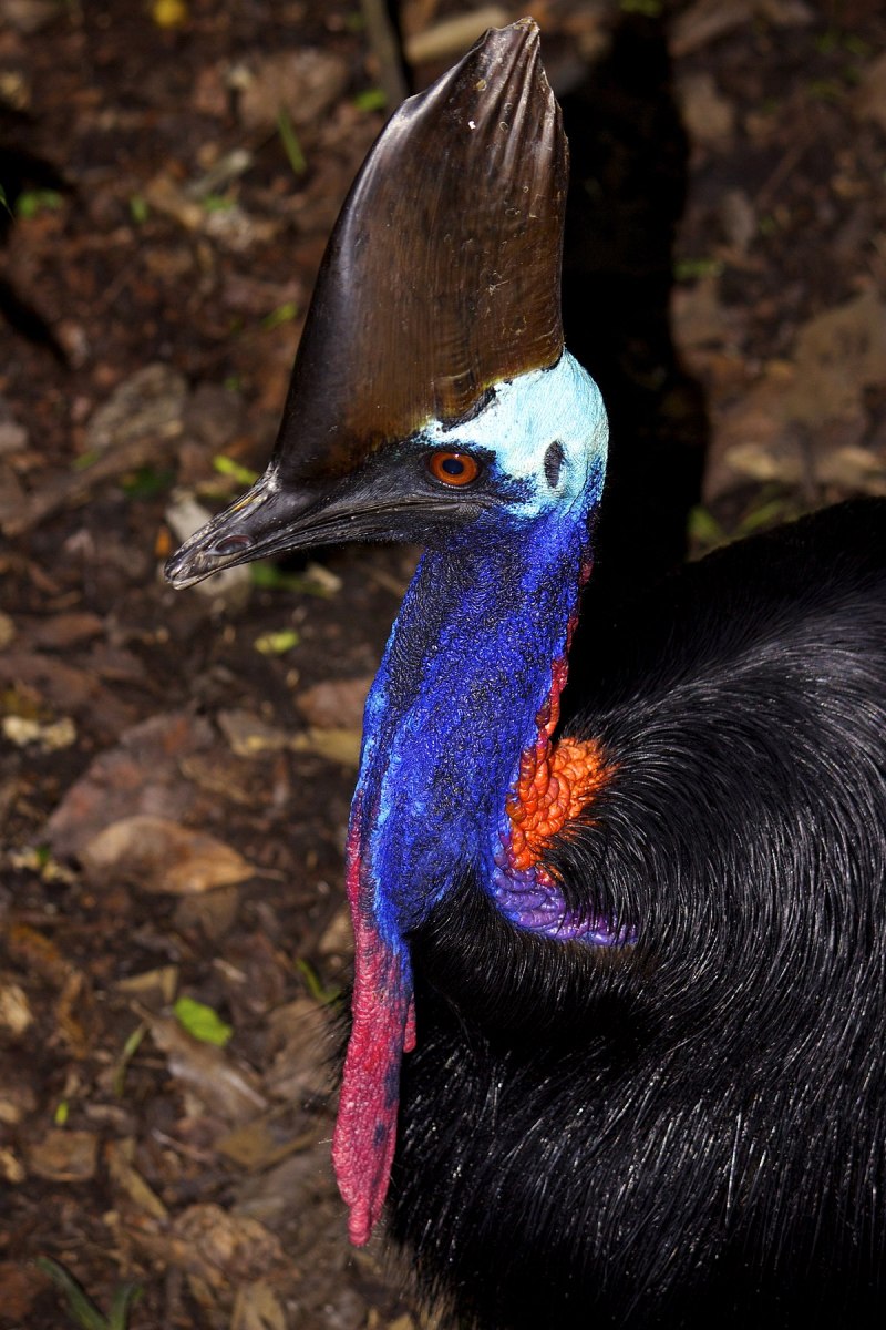 Cassowary Attack