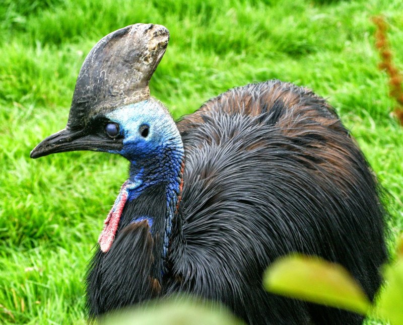 Casuarius Bennetti