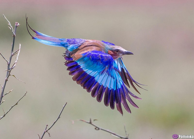 Сиреневогрудая сизоворонка Lilac breasted Roller