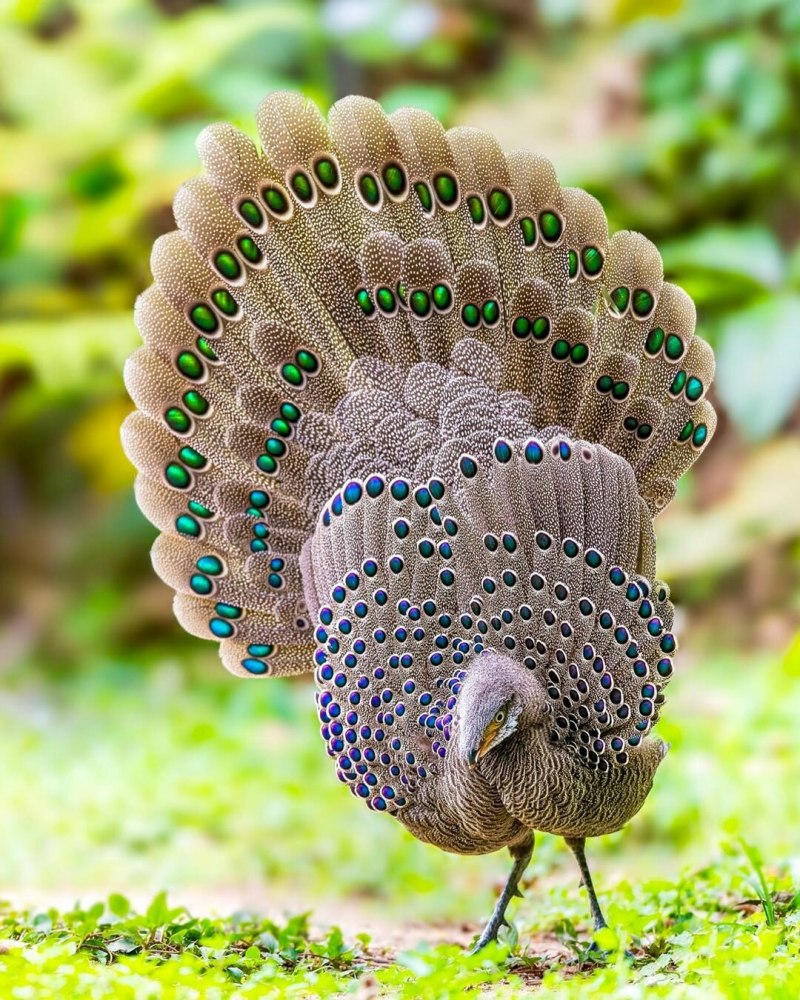 Павлиний фазан (Polyplectron bicalcaratum)