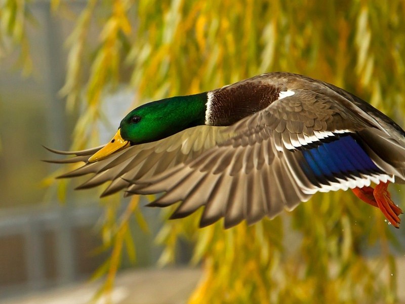 Маллард» / Mallard