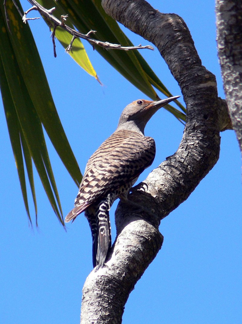 Scythrops novaehollandiae