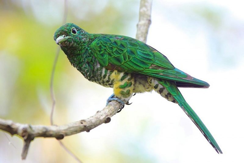9. Кукушка обыкновенная (Cuculus canorus)