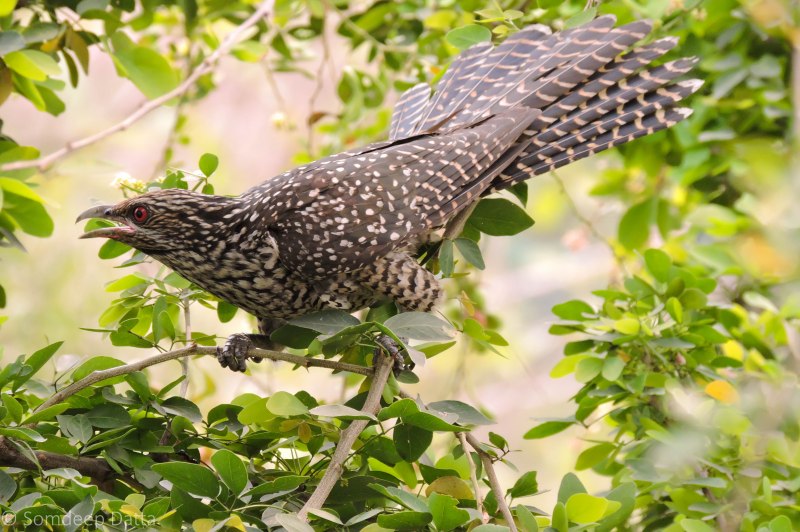 Phaenicophaeus curvirostris