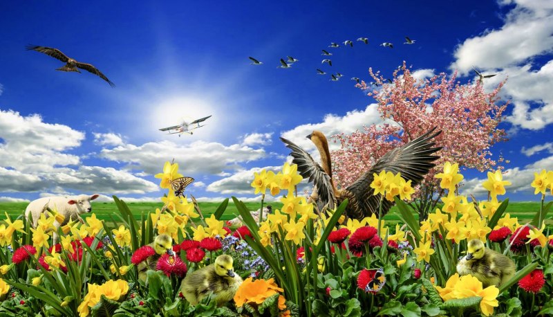 Природа птицы