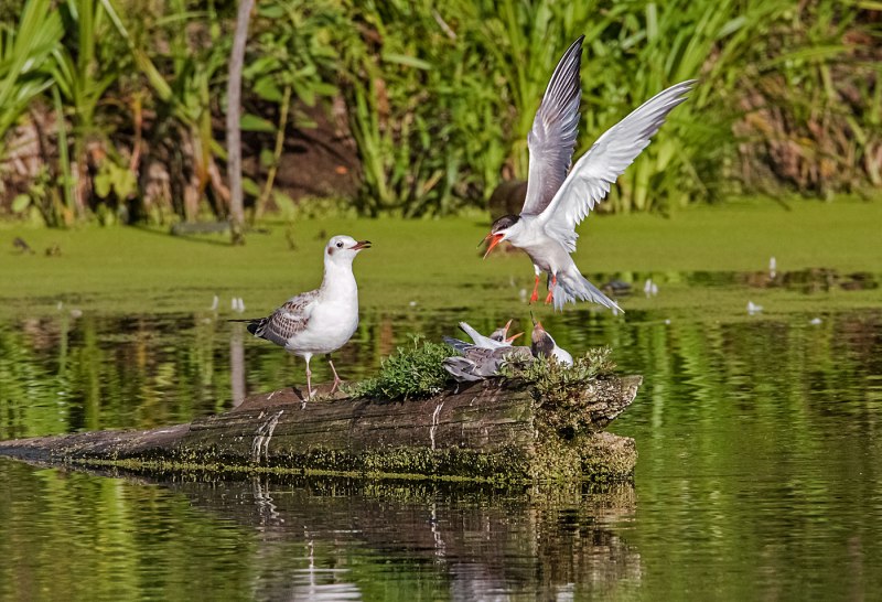 Краб Чайки фото