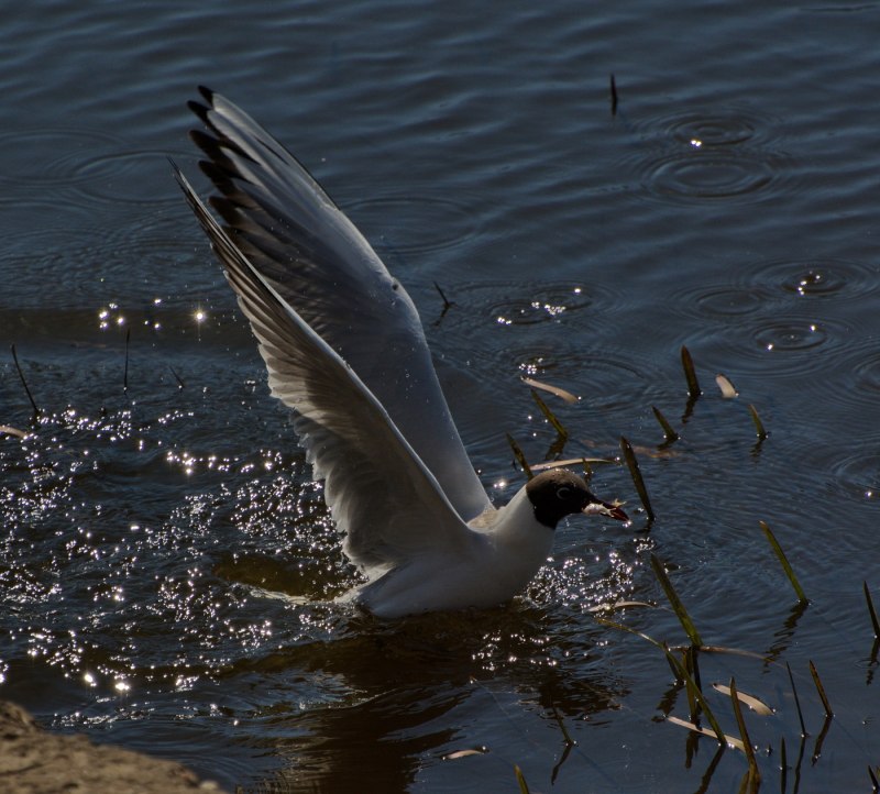 Black headed Gull