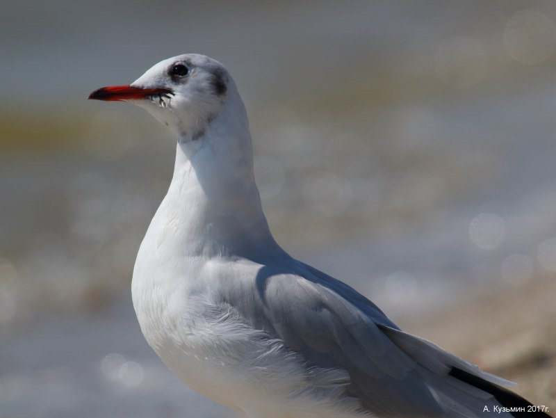 Black headed Gull