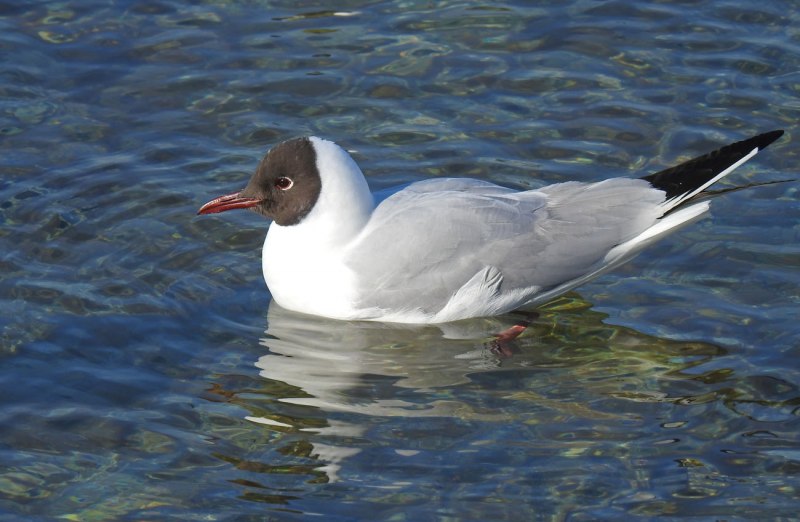 Larus ridibundus