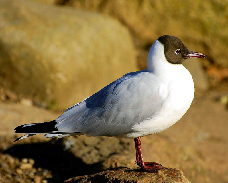 Озёрная Чайка (Larus ridibundus)