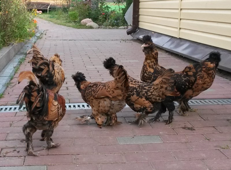 Курица Доминант хохлатая