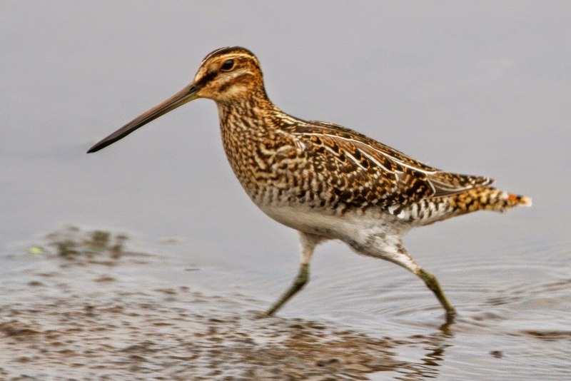 Gallinago Gallinago
