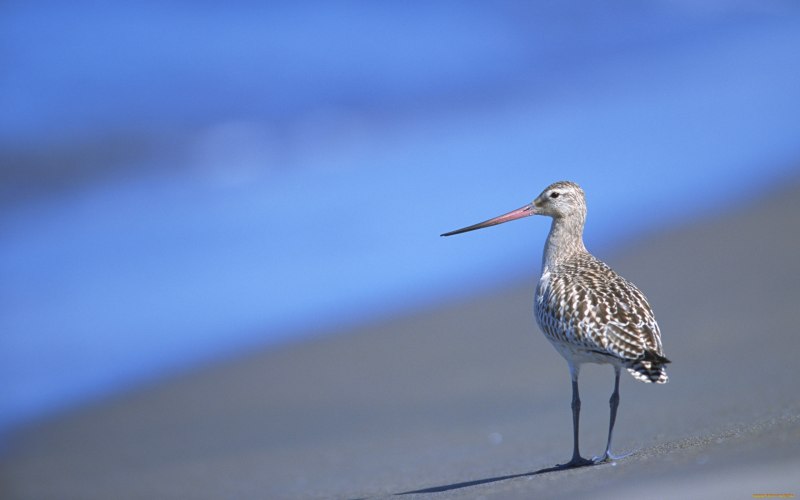 Кулик Бекас (Gallinago Gallinago)