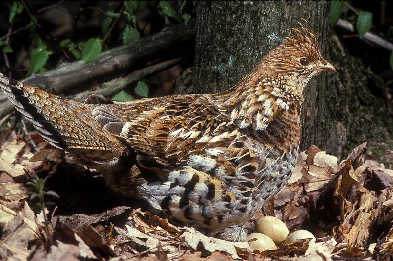 The Hazel Grouse (Tetrastes bonasia),
