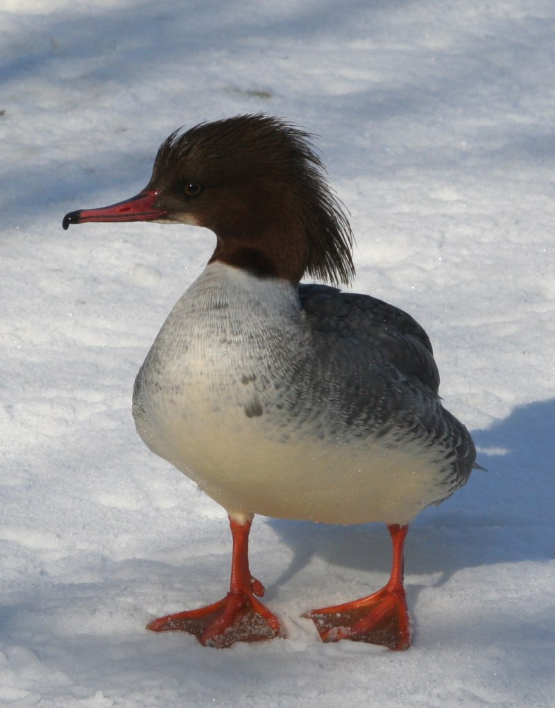 Большой крохаль Mergus Merganser