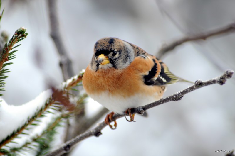 Зяблик (fringilla COELEBS)