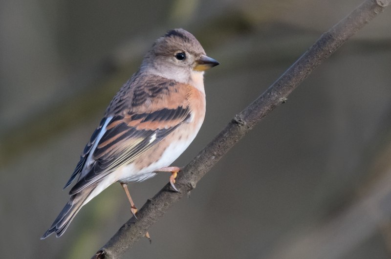 Юрок (fringilla montifringilla).