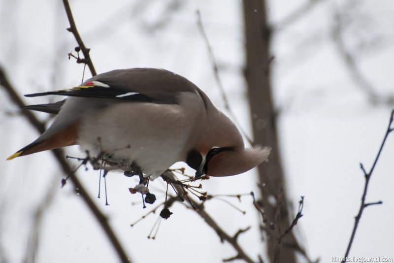 Свиристель обыкновенный (Bombycilla garrulus)