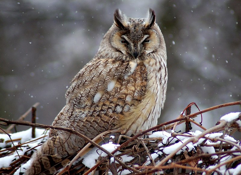 Ушастая Сова ASIO Otus