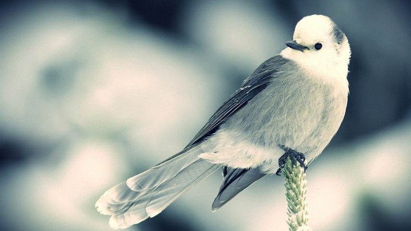 Видеокурс Wagtail