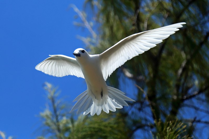 Gygis Alba