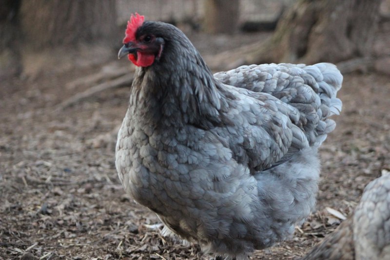Породы кур Брама мраморные