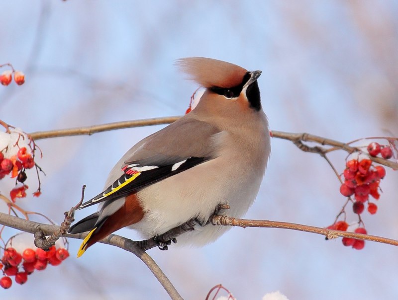 Свиристель обыкновенный (Bombycilla garrulus)