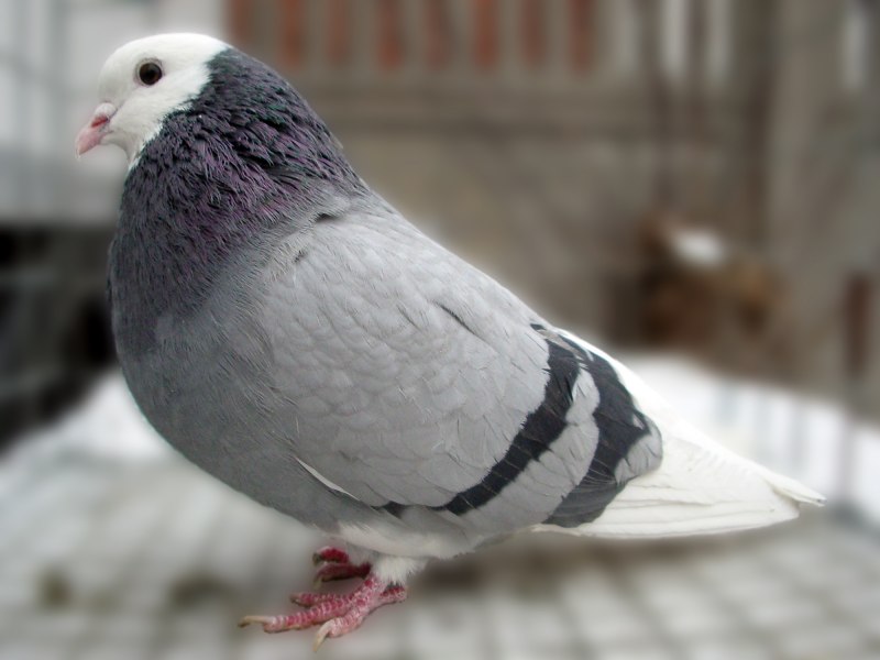 Голубь ДВУХЧУБЫЙ мохноногий