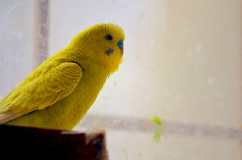 Parrot Budgie Green Yellow