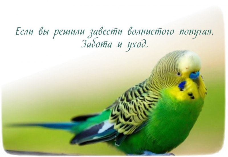 Parrot Budgie Green Yellow