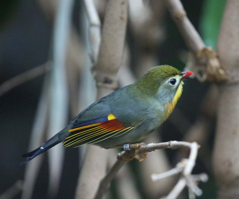 Red-billed Leiothrix