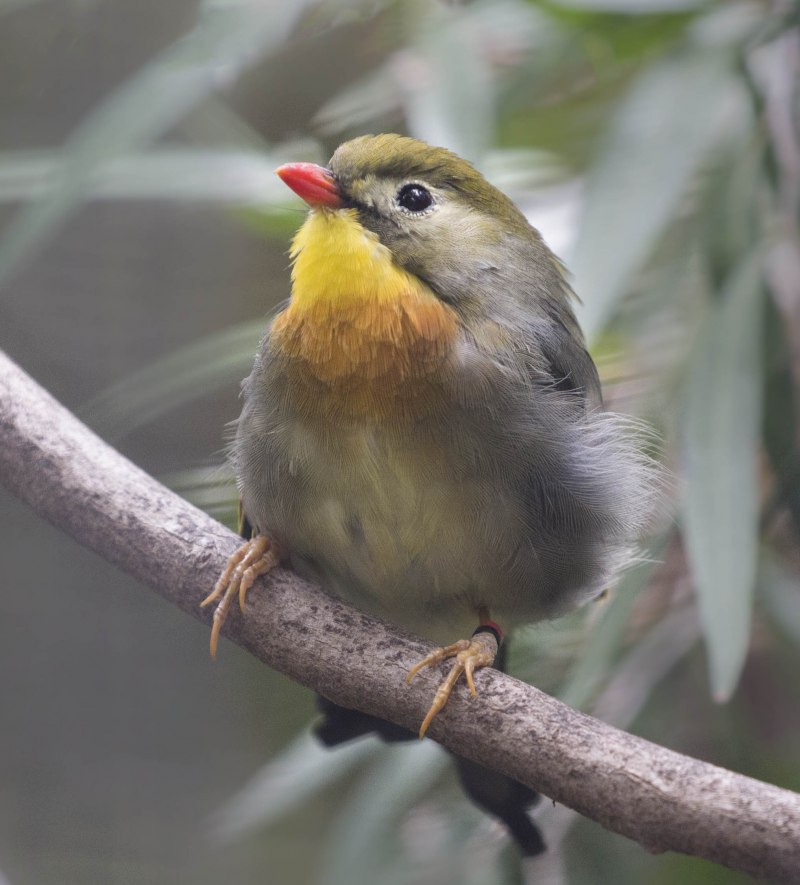 Leiothrix lutea