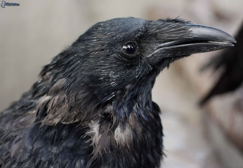 Corvus sinaloae