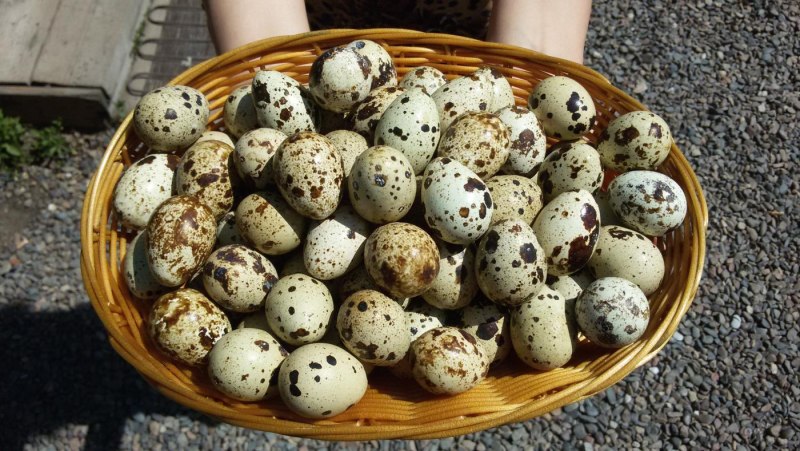 Яйца перелок фараон + селадон