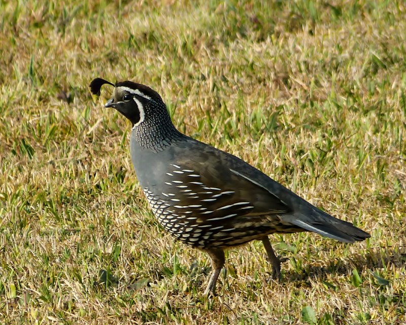 Птица Andalusian Turnix