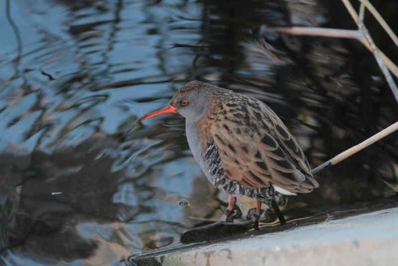 Пастушок водяной (Rallus aquaticus)