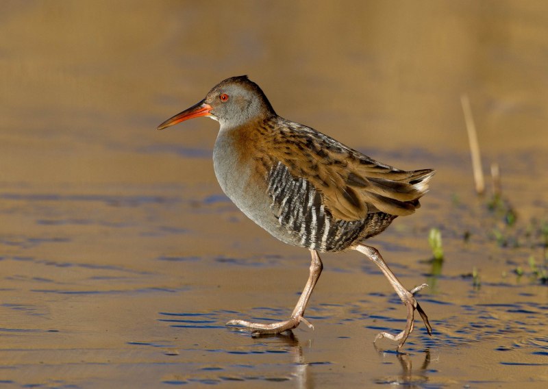 Пастушок Rallus aquaticus