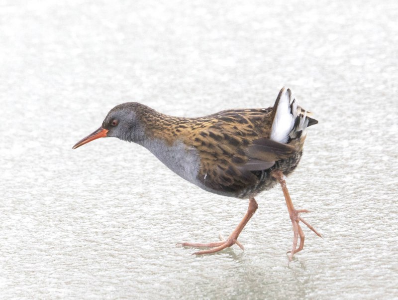 Пастушок водяной (Rallus aquaticus)